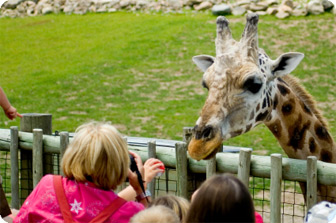 friguis zoo park